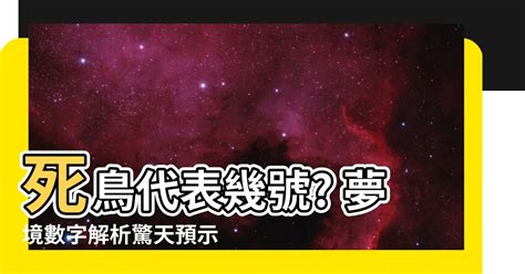 鳥是代表幾號|傳統夢境解析號碼對照表